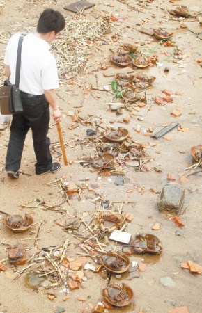 40余只珍稀中国鲎横尸沙滩 可能为不法商贩丢