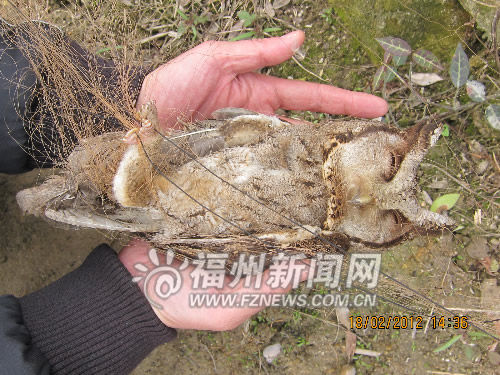 福州晋安寿山乡有人肆意捕鸟 珍稀鸟类惨遭毒