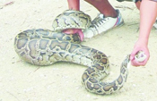 厦门2米多长蟒蛇偷吃被发现