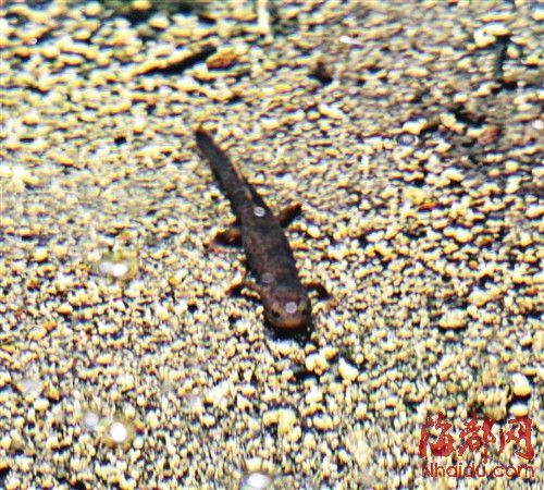 黑斑肥螈