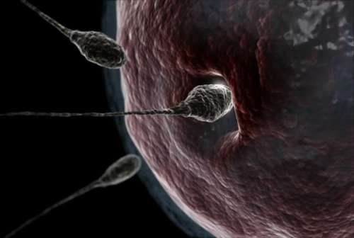有一个精子在24小时之内从阴道进入,一路向前,穿过子宫找到那个卵子