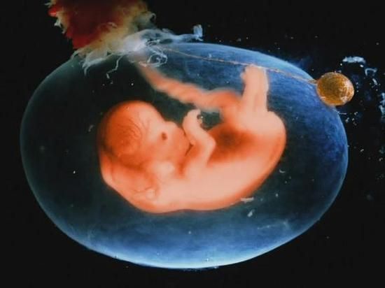 怀孕解析:胎儿十个月的变化(组图)(2)_健康首页