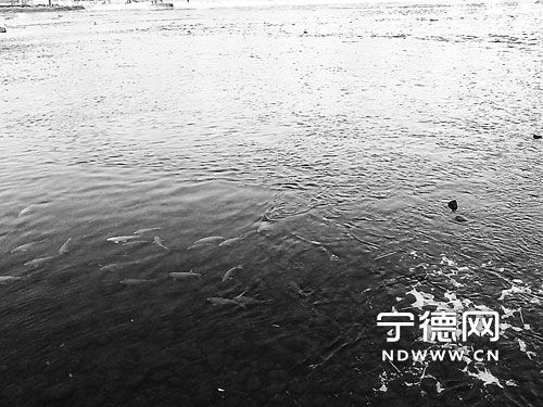 福鼎江滨公园鲤鱼吃熟虾 疑是餐厨垃圾倒进溪