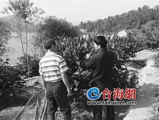 专家指导果农引种台湾果树