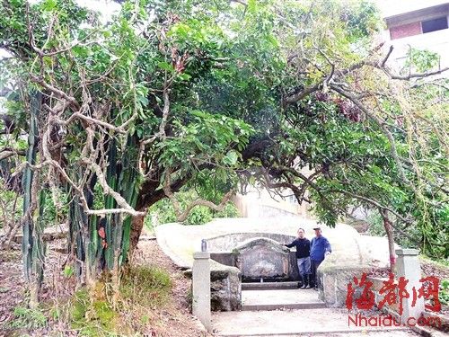 郑先生家的古墓旁，就是一棵百年龙眼树 
