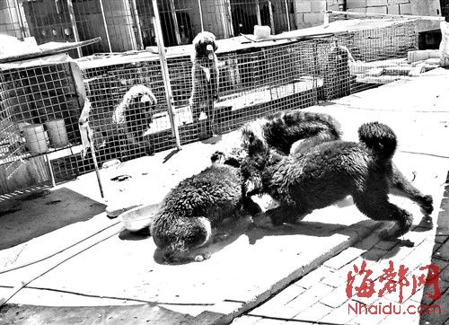 烈性犬伤人事件不断 福州禁养藏獒买卖却难禁