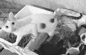厦门市民家中猫鼠同床 母猫保护竹鼠