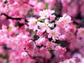 冲绳樱花