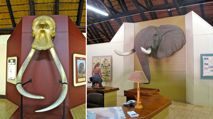 南非克鲁格国家公园 世界唯一大象博物馆